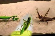 绿洲螳螂钓鱼怎么样，绿巨螳螂捕食视频？