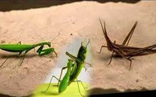 绿洲螳螂钓鱼怎么样，绿巨螳螂捕食视频？